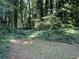 Overgrown backyard with extensive groundcover and mature trees at 512 Rockborough Ter, Stone Mountain, GA 30083