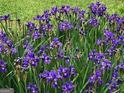 Purple irises in full bloom at 1753 Brenda Dr, Jonesboro, GA 30236