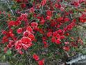 Close-up of a flowering shrub with vibrant red blossoms at 398 Lockridge Ln, Lawrenceville, GA 30046