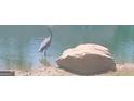 Close-up of a heron in a pond near a large rock formation at 101 Eadestowne Way, Peachtree City, GA 30269