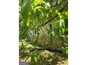 View of backyard with a stone foundation under the siding, and a fruit tree at 5780 Pumkintown Rd, Douglasville, GA 30135