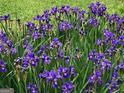 Photo of purple flower bed at 1753 Brenda Dr, Jonesboro, GA 30236