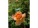 Beautiful peach-colored rose in full bloom with healthy leaves and sunlight at 3157 Oakdale Rd, Hapeville, GA 30354