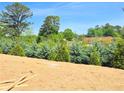Expansive backyard shows new grass, privacy trees and a lot that backs up to mature trees at 650 Redhead Way (Lot 25), Grayson, GA 30017