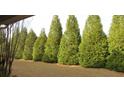 Green backyard featuring row of tall, verdant trees lining the property at 238 Valley Hill Road Rd, Riverdale, GA 30274