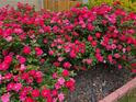 Beautifully landscaped front yard featuring vibrant, colorful flowers, enhancing curb appeal at 3657 Clearbrooke Ct, Duluth, GA 30097