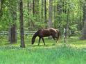 Scenic view of a horse grazing peacefully in a lush, green pasture with a white fence backdrop at 1819 Yorkshire Dr, Woodstock, GA 30189