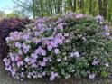 Lush azalea bushes in full bloom in the landscaped yard at 3861 Spring Meadow Dr, Acworth, GA 30101