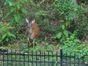 A deer is seen in a beautiful backyard enclosed by a black metal fence with lush green foliage surrounding at 2870 Willow Wisp Way, Cumming, GA 30040