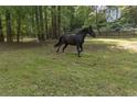 Beautiful black horse freely roaming in a grassy field near wooded area at 601 Ashley Forest Nw Dr, Acworth, GA 30102