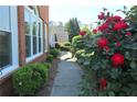 Charming walkway lined with vibrant red roses and lush greenery, adding curb appeal to this lovely home at 5029 Preservation Pointe, Kennesaw, GA 30152