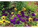 A ground-level shot showcasing purple and yellow pansies growing in a flowerbed at 4024 Broadmoor Sw Ct, Austell, GA 30106