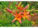 Close-up of vibrant orange lilies surrounded by greenery and ground cover at 4024 Broadmoor Sw Ct, Austell, GA 30106
