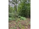 Secluded wooded backyard featuring a canopy of trees and thick ground cover, a nature lover's dream at 1829 Detroit Ave, Atlanta, GA 30314