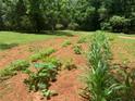 A flourishing garden with rows of healthy plants under a sunny sky at 6675 Millwood Rd, Cumming, GA 30041