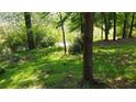 Lush backyard featuring mature trees with green moss-covered ground at 1425 Parkmont Dr, Roswell, GA 30076