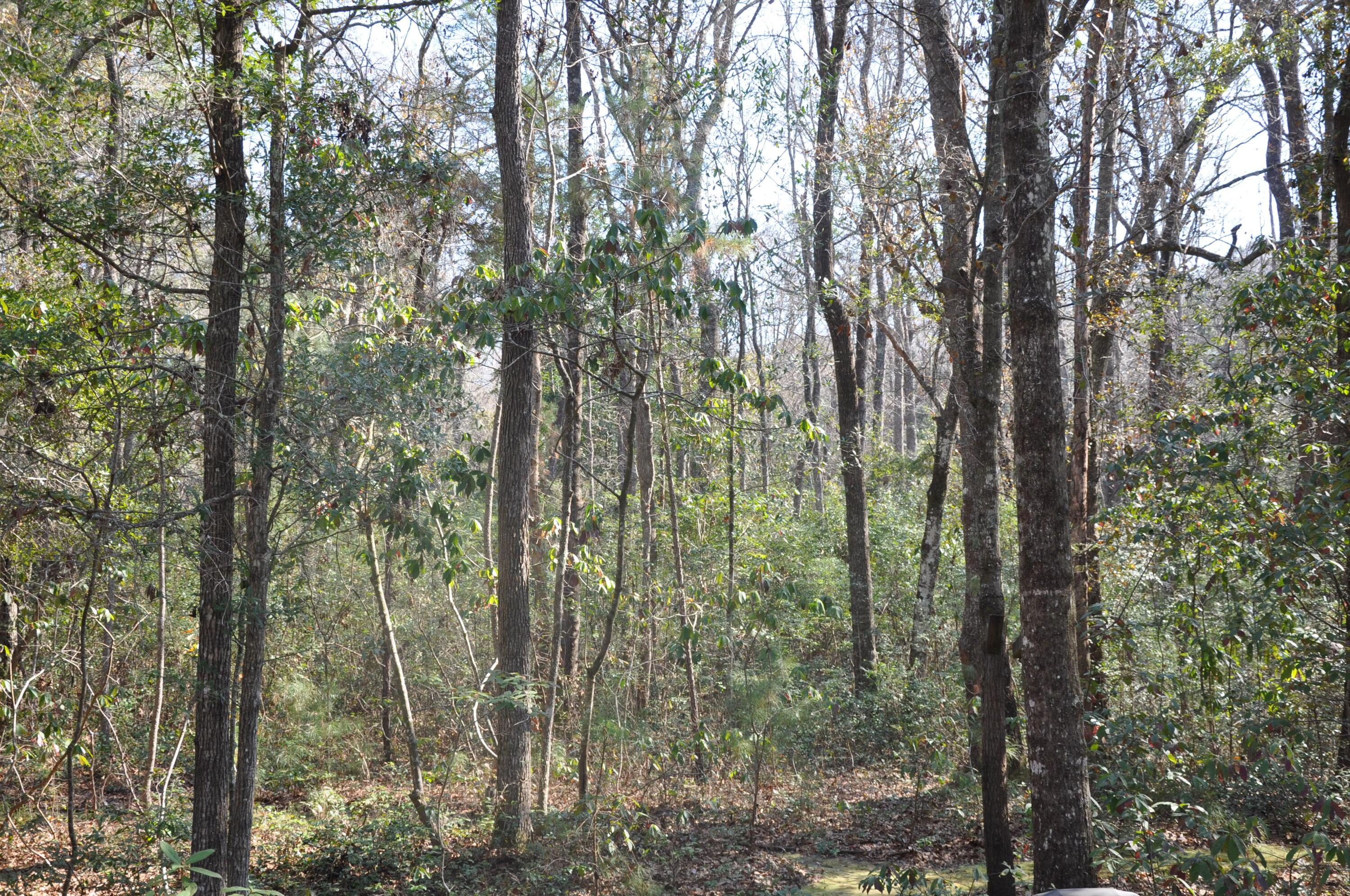 Photo #37