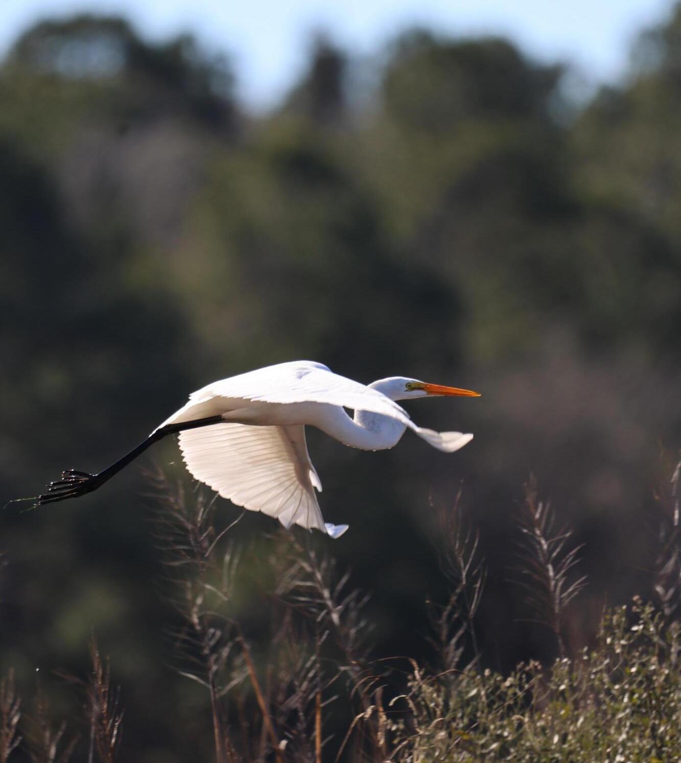 Photo #35