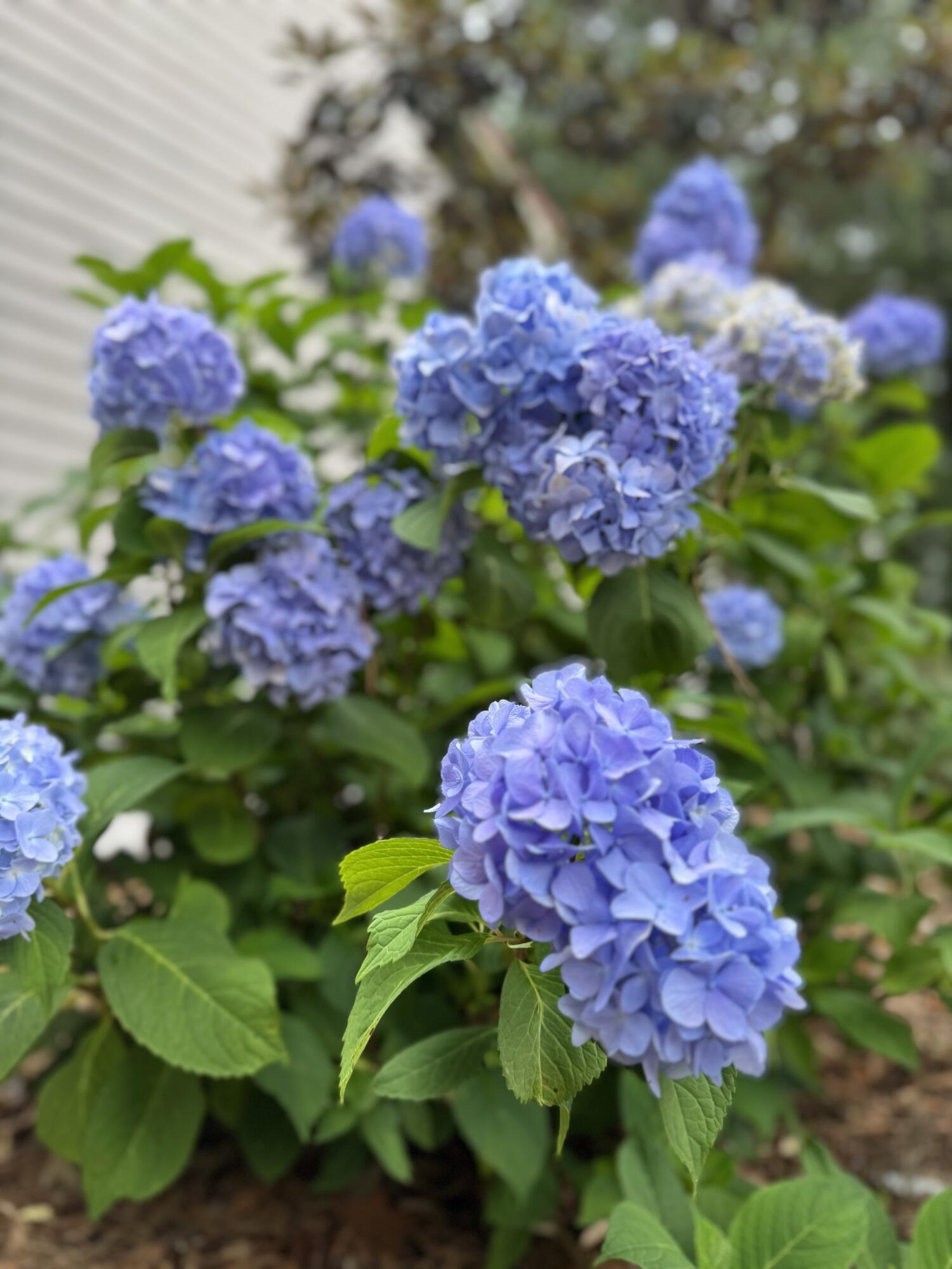 Photo #31