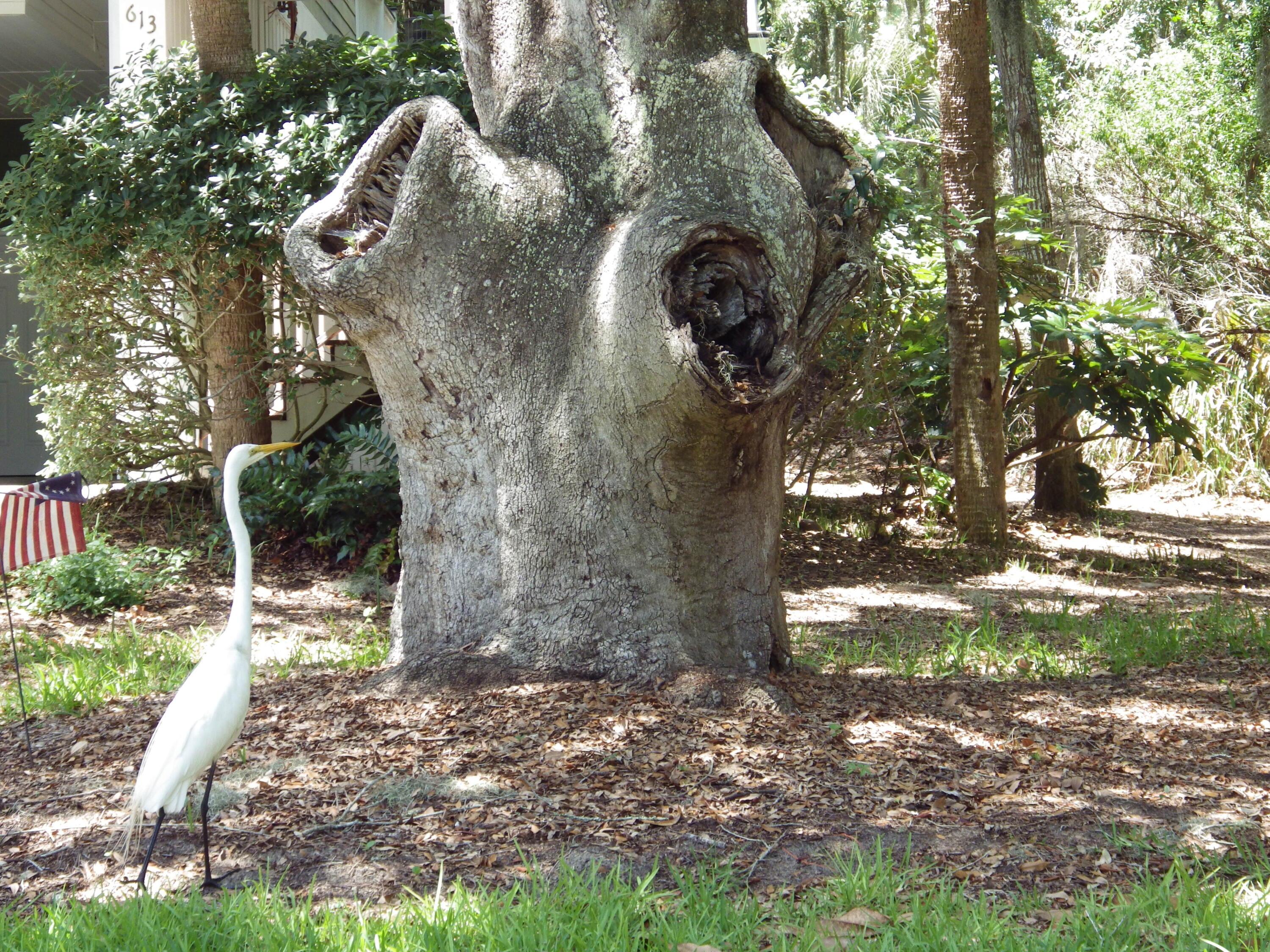 Photo #45