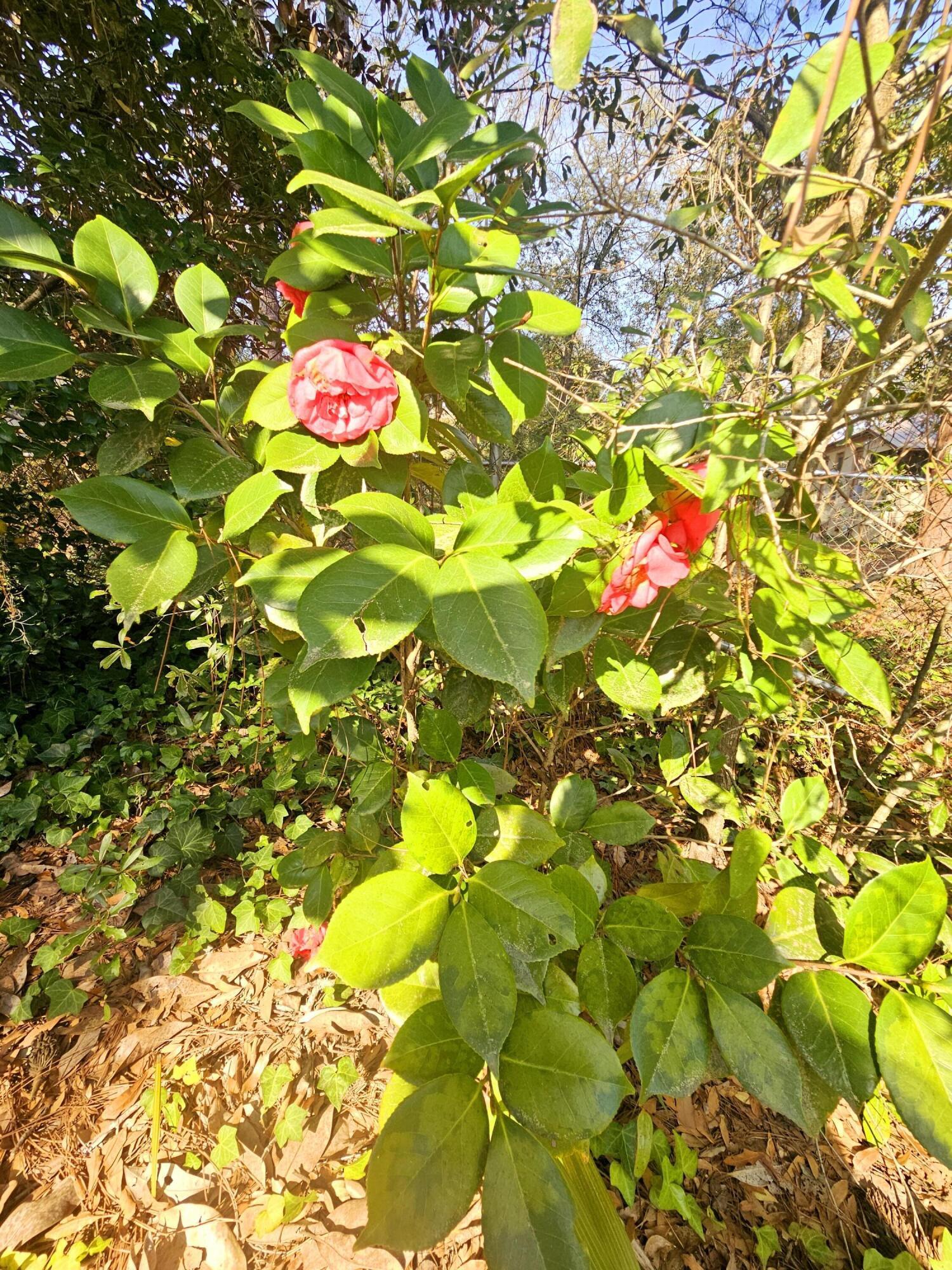 Photo #13
