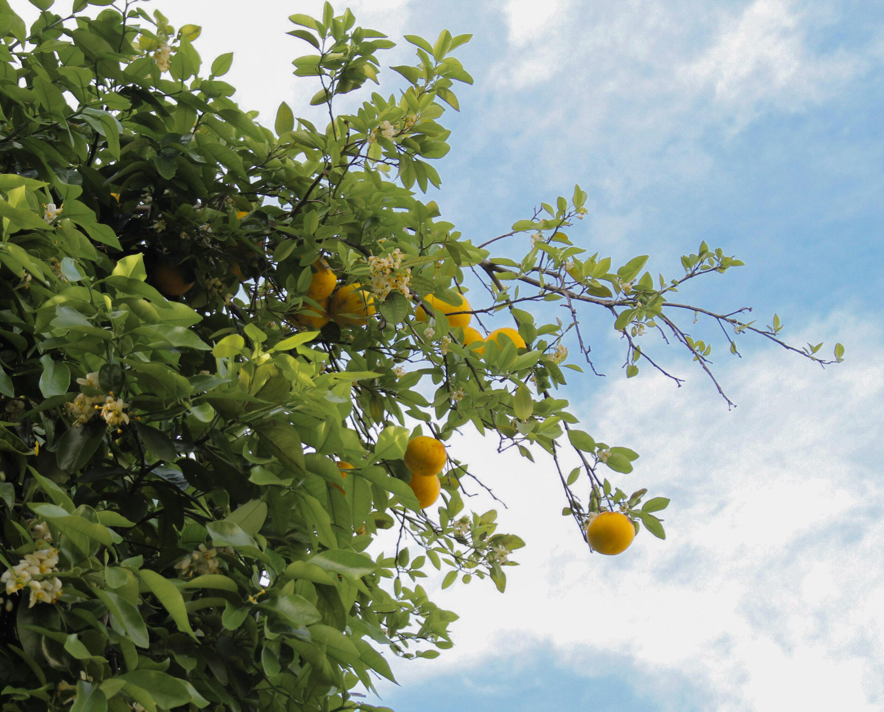 Photo #16