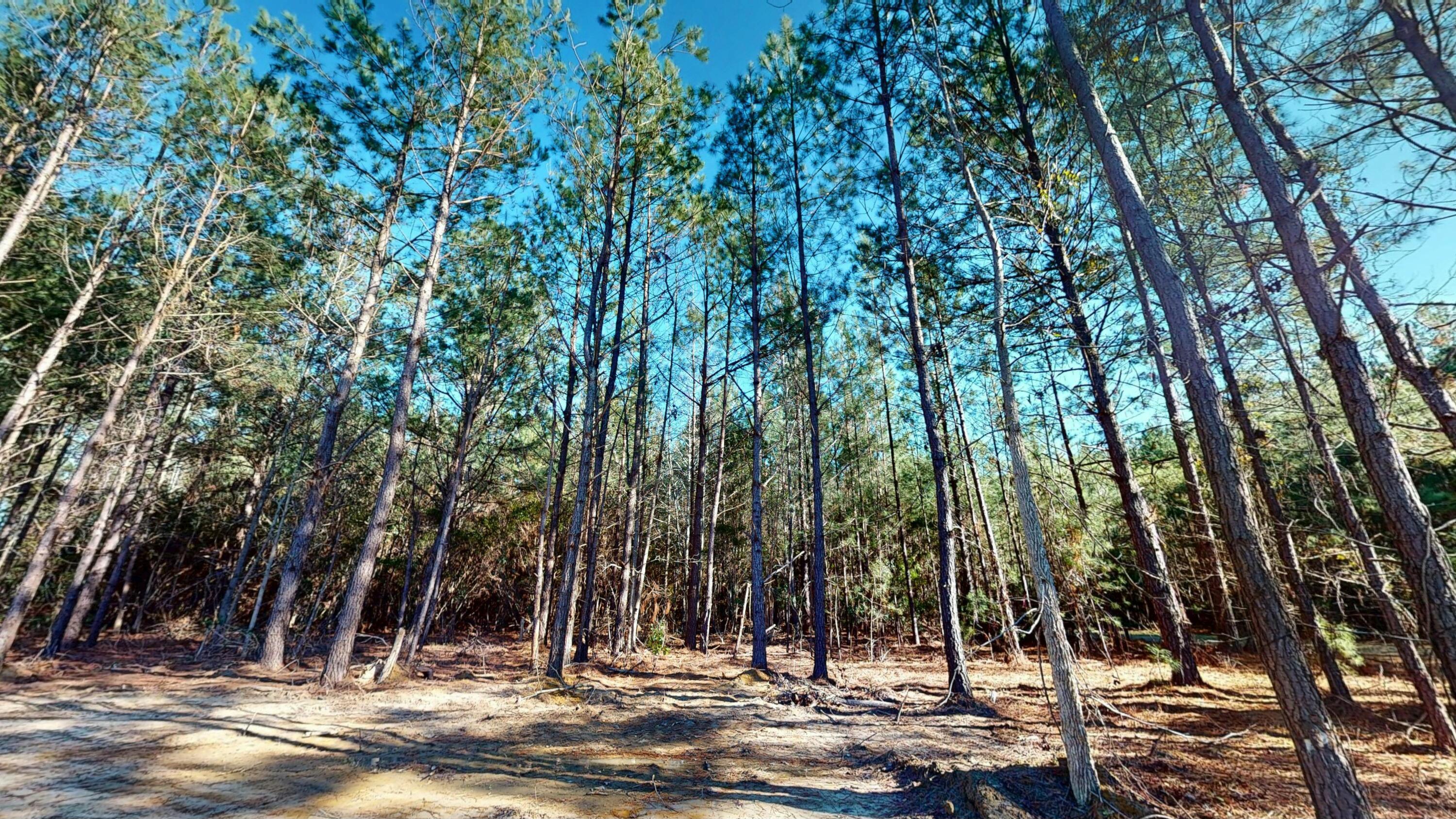 Photo #47