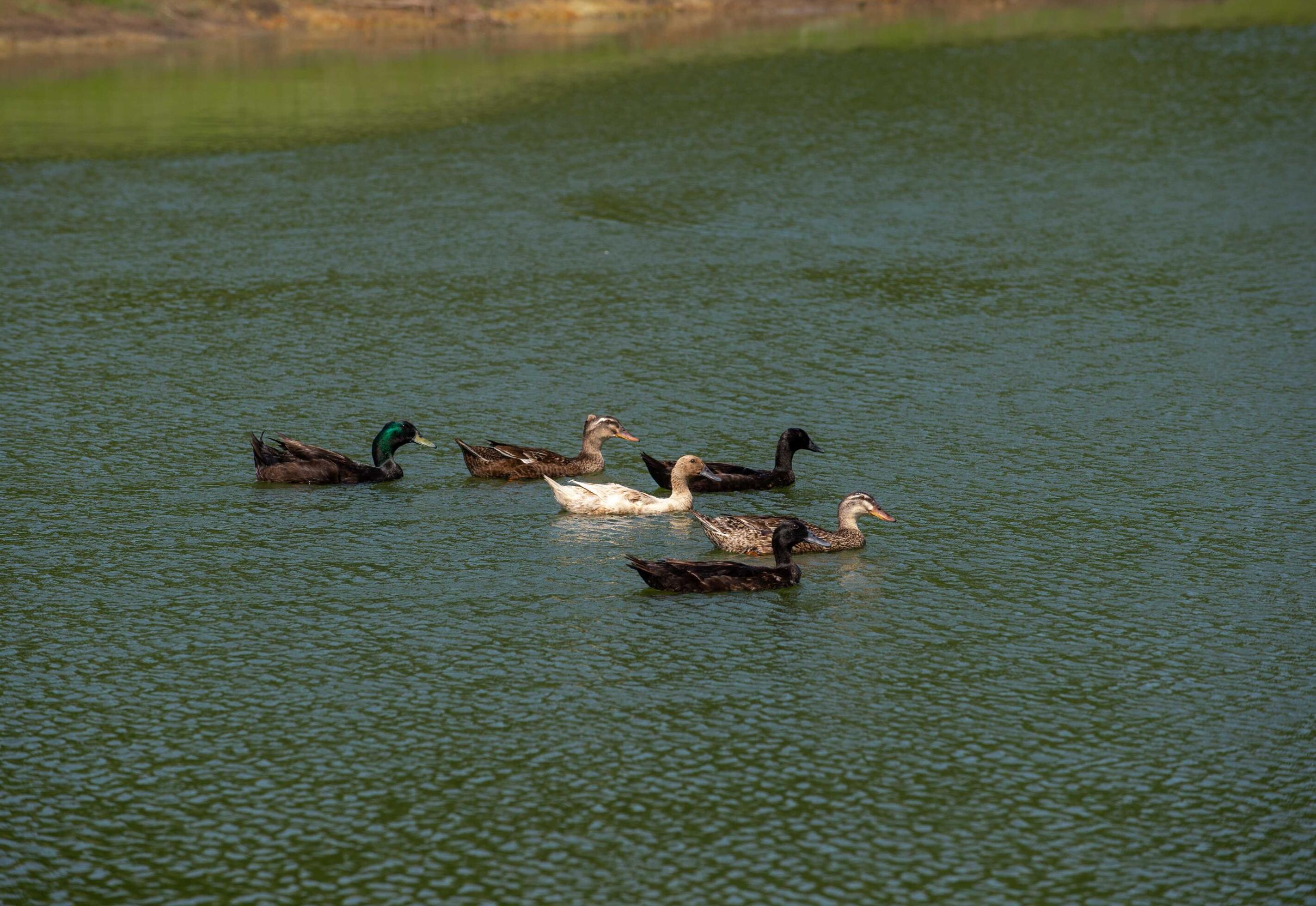 Photo #56