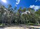 Sunny wooded lot with tall pines and lush vegetation at 521 Rendezvous Way, Huger, SC 29450