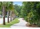 Paved walkway lined with palm trees and lush greenery at 1686 Cultivation Ln # 544, Mount Pleasant, SC 29466