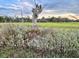 Rustic landscaping featuring native plants and greenery, creating a natural habitat at 8272 Palmetto Rd, Edisto Island, SC 29438