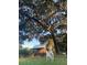 Charming cabin nestled under a large oak tree at 1661 Lonnie Taylor Ln, Wadmalaw Island, SC 29487