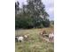 Farm animals grazing peacefully in a pasture at 1661 Lonnie Taylor Ln, Wadmalaw Island, SC 29487
