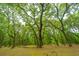Beautiful canopy of lush green trees providing a tranquil and shaded outdoor space at 8389 Chisolm Plantation Rd, Edisto Island, SC 29438