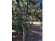View of the golf course from behind trees at 1116 Summerwind Ln, Seabrook Island, SC 29455