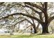 Person jogging under a large oak tree with Spanish moss at 9005 Stern Aly, Johns Island, SC 29455