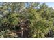 View of canopy of trees from an elevated position at 279 Driftwood Ln, Edisto Beach, SC 29438