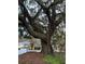 Large oak tree with Spanish moss in the front yard at 488 Society Rd, McClellanville, SC 29458