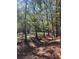 Wooded area with tall trees and dappled sunlight at 400 Murray Blvd, Summerville, SC 29483