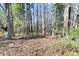 Wooded area with tall trees and leaf-covered ground at 151 Belleplaine Dr, Goose Creek, SC 29445