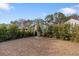 Simple backyard with palm tree and grass at 1504 Oldenburg Dr, Mount Pleasant, SC 29466