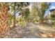 Lush backyard landscape with palm trees at 1857 Palmetto Isle Dr, Mount Pleasant, SC 29466