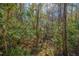 Wooded backyard with lush vegetation at 1295 Island Club Dr # E, Charleston, SC 29492