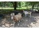 Goats roaming in a shaded enclosure on the community farm at 1474 Mizzen Aly, Johns Island, SC 29455