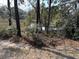 Wooded area with marsh views at 19 Fort Royal Ave, Charleston, SC 29407