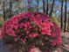 Yard featuring a beautiful pink azalea bush with vibrant flowers, complemented by a backdrop of mature trees at 19 Fort Royal Ave, Charleston, SC 29407