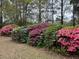 The yard features a vibrant row of azalea bushes with a mix of pink, white, and purple flowers at 19 Fort Royal Ave, Charleston, SC 29407