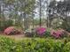The yard showcases a colorful collection of pink and white azalea bushes, framed by towering trees at 19 Fort Royal Ave, Charleston, SC 29407