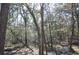 Dense wooded area with tall trees and undergrowth at 6321 Bears Bluff Rd, Wadmalaw Island, SC 29487