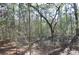 Lush wooded area surrounding the property at 6321 Bears Bluff Rd, Wadmalaw Island, SC 29487